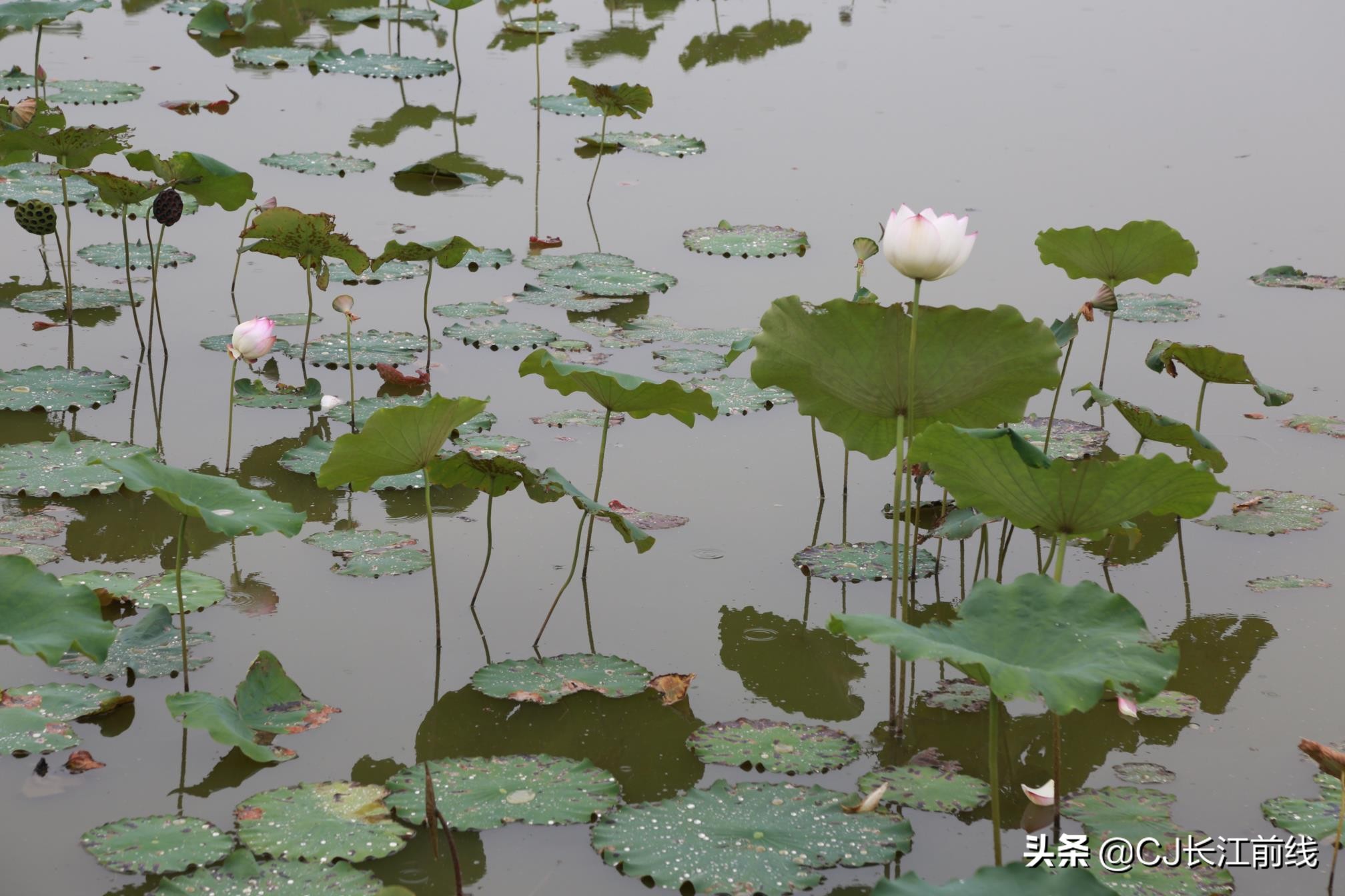 淮滨谷堆杨湾最新消息,淮滨谷堆杨湾风景