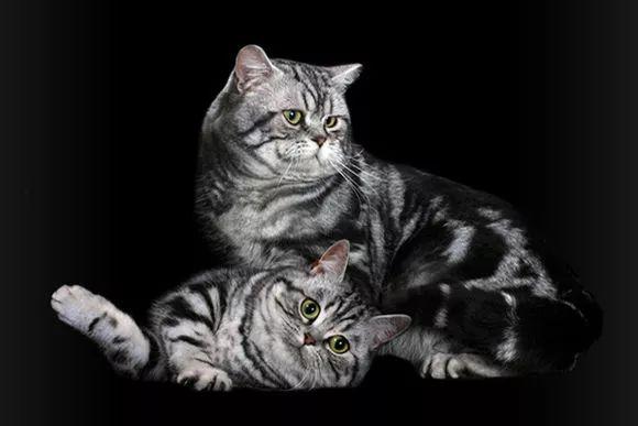 美短虎斑猫咪的品种,美国短毛猫虎斑价格