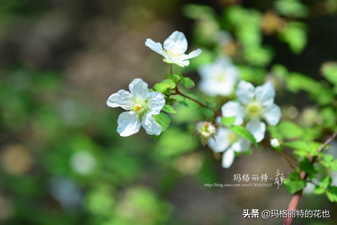 花园里种树莓吗,树莓在庭院里如何种植