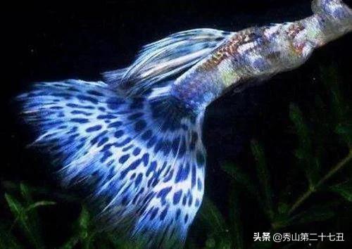 世界上最漂亮的鱼第一名,世界上最美的孔雀鱼