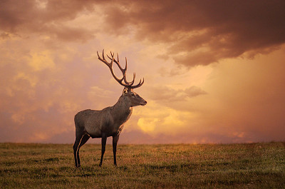 炖鹿茸吃要禁忌什么食物,鹿茸的功效与作用与禁忌