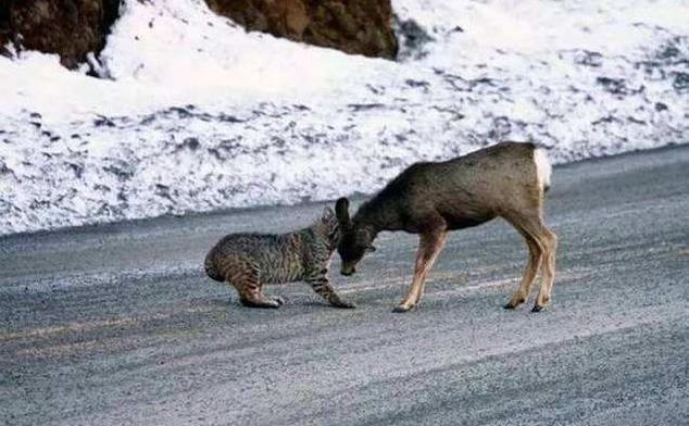 救援被捕兽夹夹住的男子,野生猞猁被人类救助