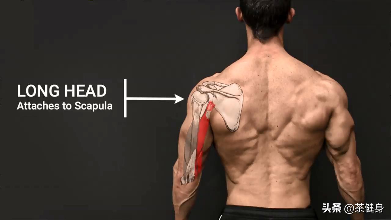 怎么练肱三头肌,手臂怎么练三头肌