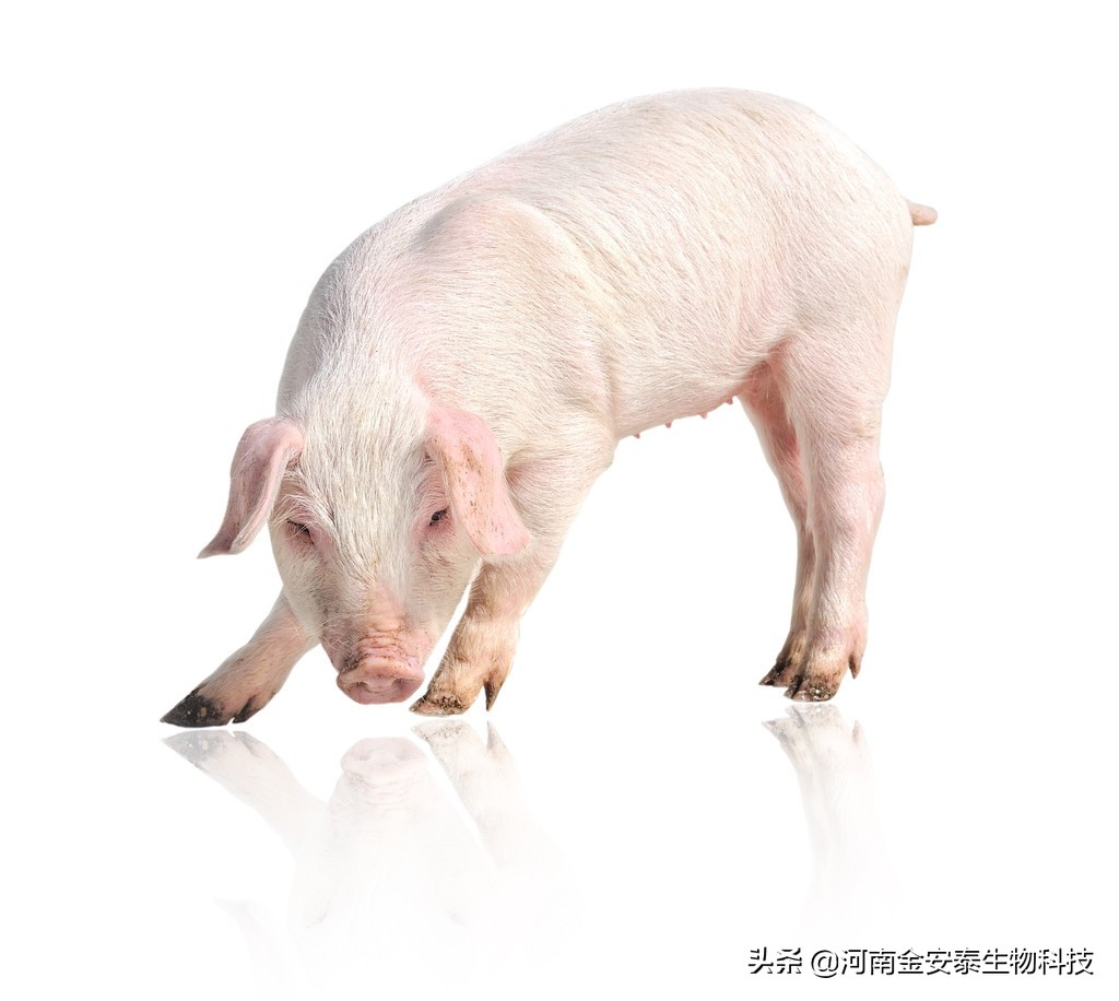 小猪跛行发抖用啥药,小猪什么病导致后腿无力