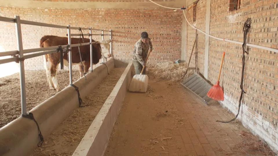 【同心奔小康】小八仙筒村：牛人·牛事·牛日子