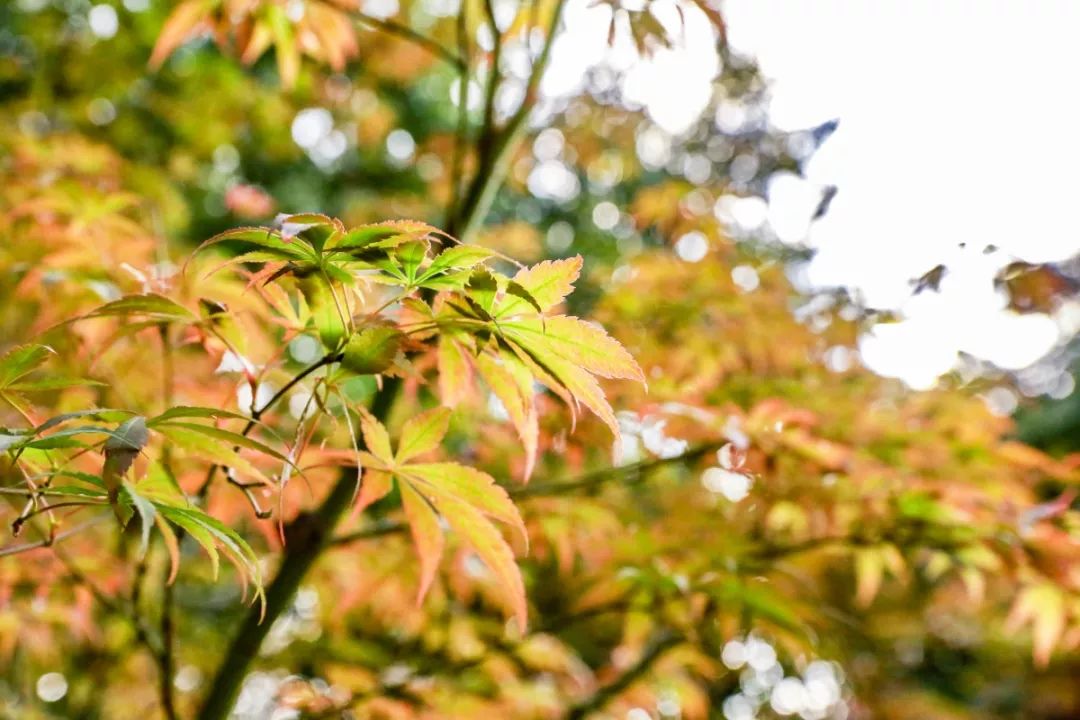 一到秋天南京就成了金陵,一入秋南京就成了金陵