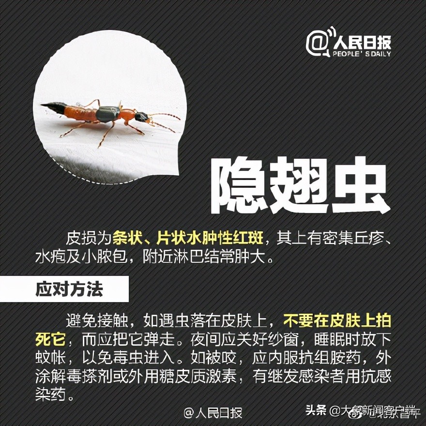 隐翅虫上热搜,一条小虫子上热搜