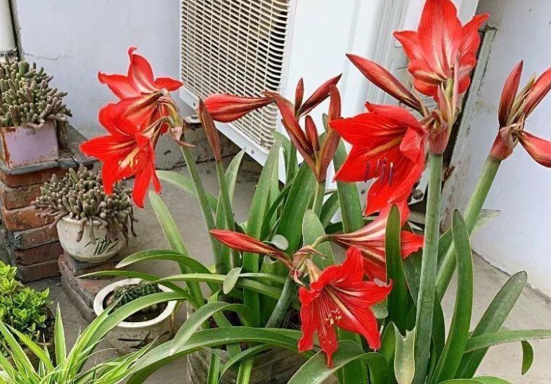 哪些废水可以浇花,生活废水怎么处理后可以浇花