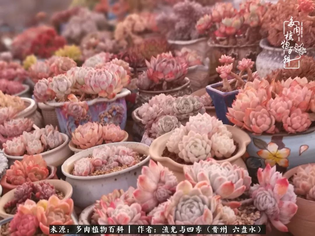 养多肉这几点新手必要知道,在养多肉的路上越走越远