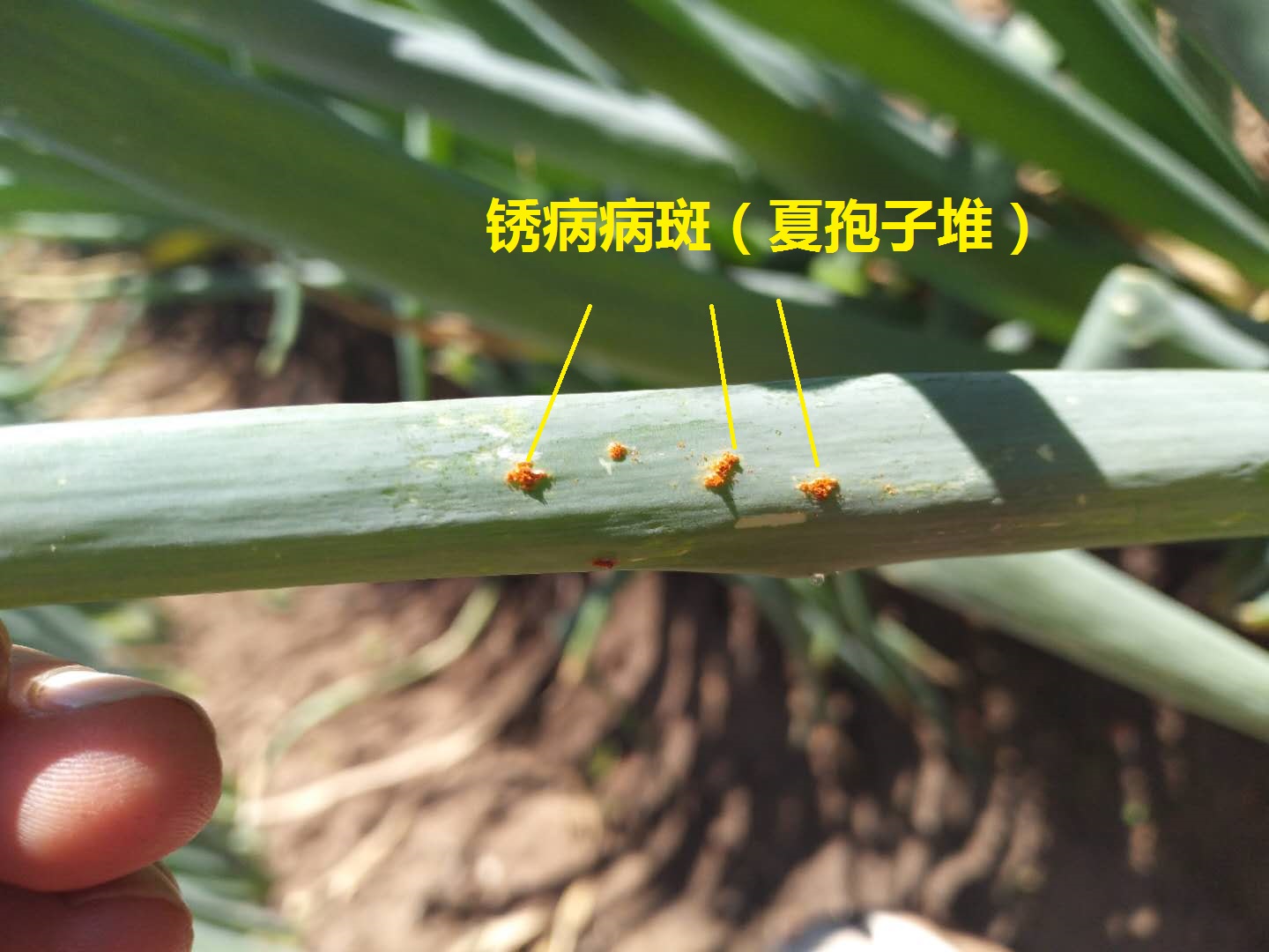 大葱红锈病是怎么回事,大葱有黄锈病怎样治