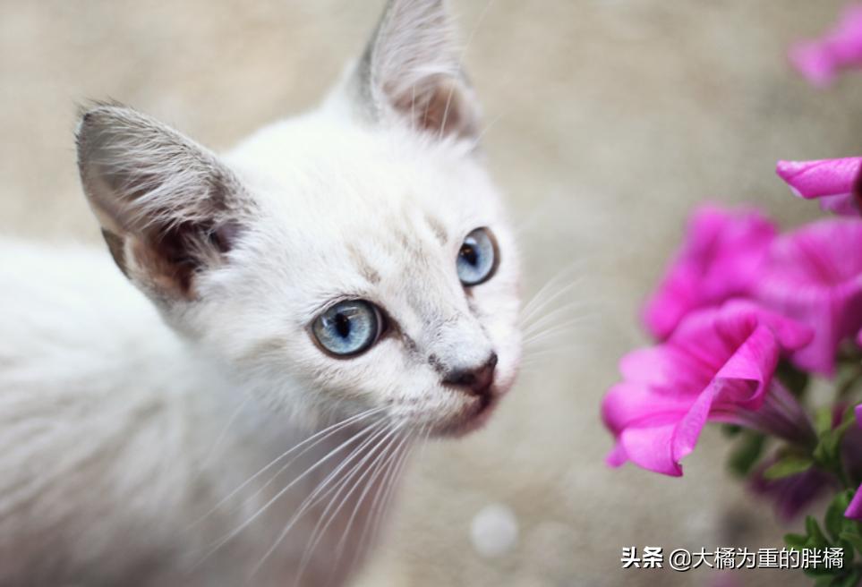 猫眼睛有两种色瞳,猫眼睛有多少种类型