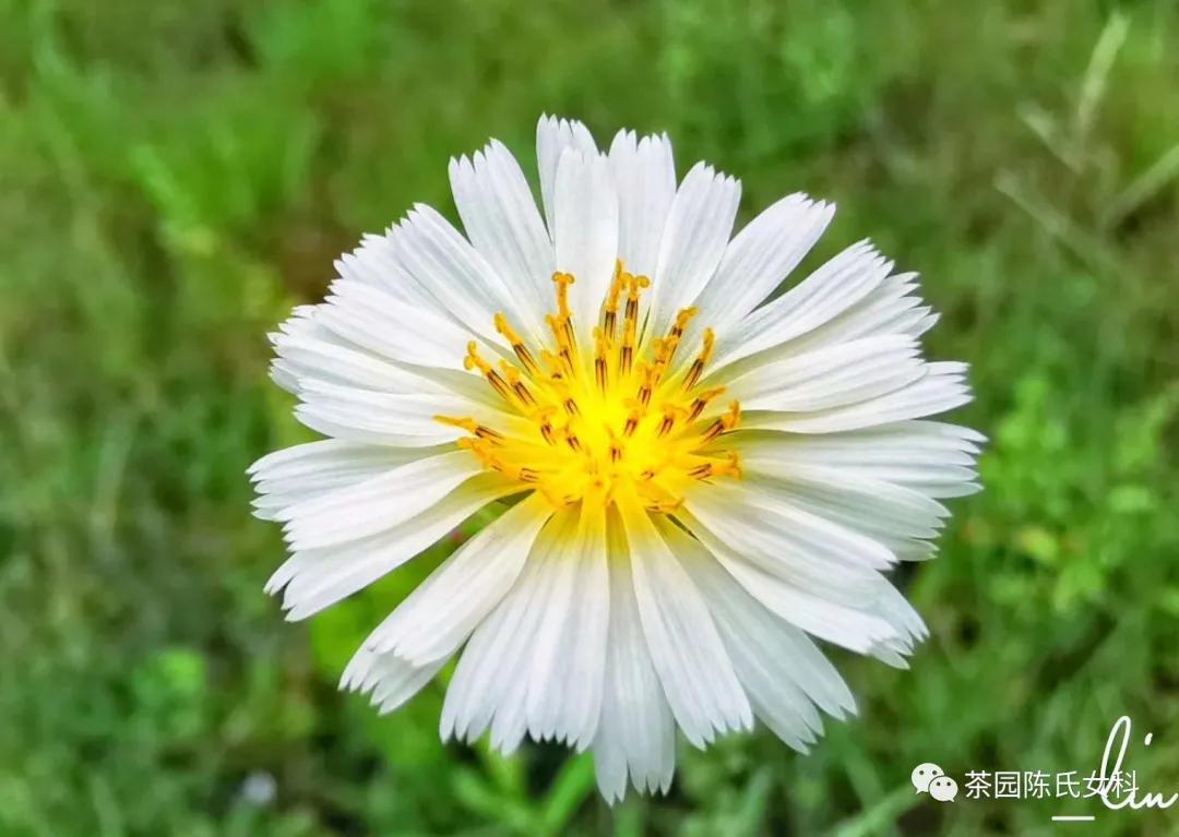 良性乳腺增生病，首选中医药治疗