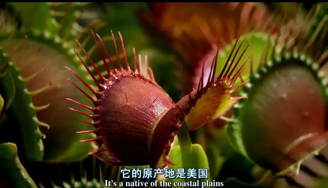 假期儿童纪录片推荐经典,青少年假期推荐纪录片