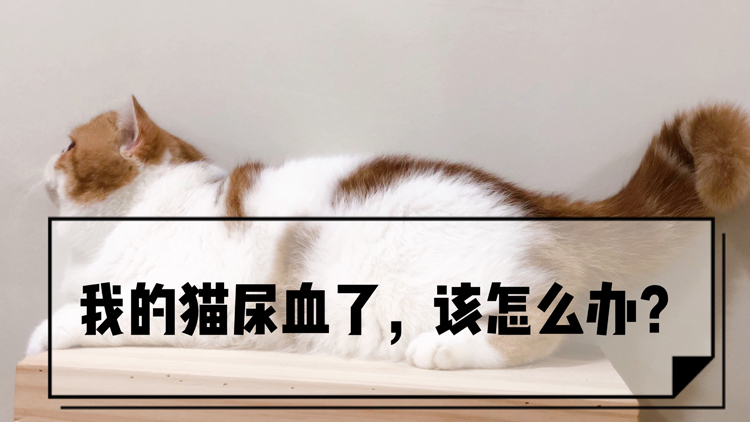 猫咪尿液怎么处理,猫咪尿液沉淀有血
