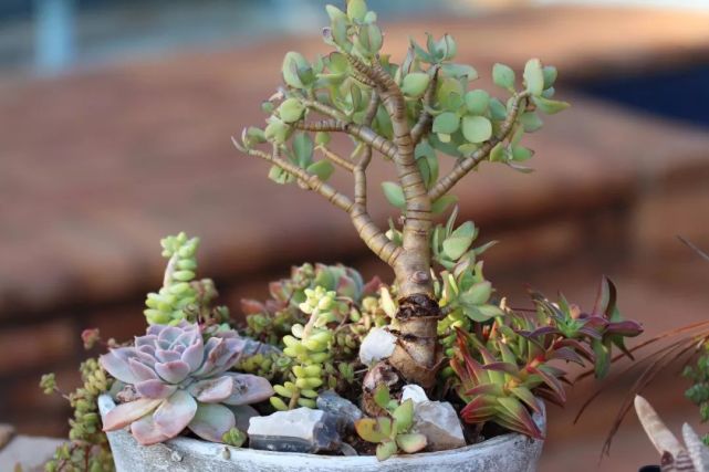 最适合懒人养的几种盆栽植物,十种最适合懒人盆栽植物