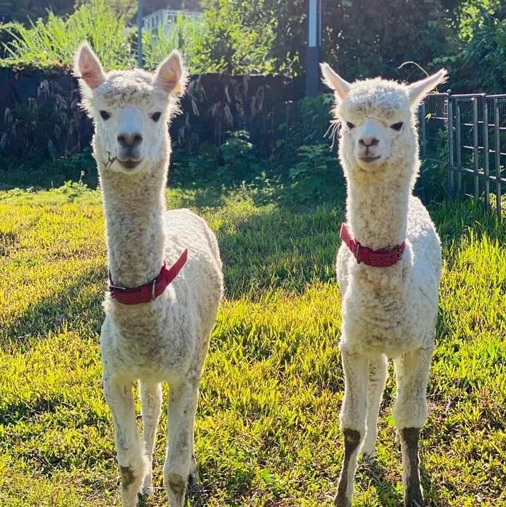 岁月如歌祝所有妈妈母亲节快乐,岁月静好祝母亲节快乐