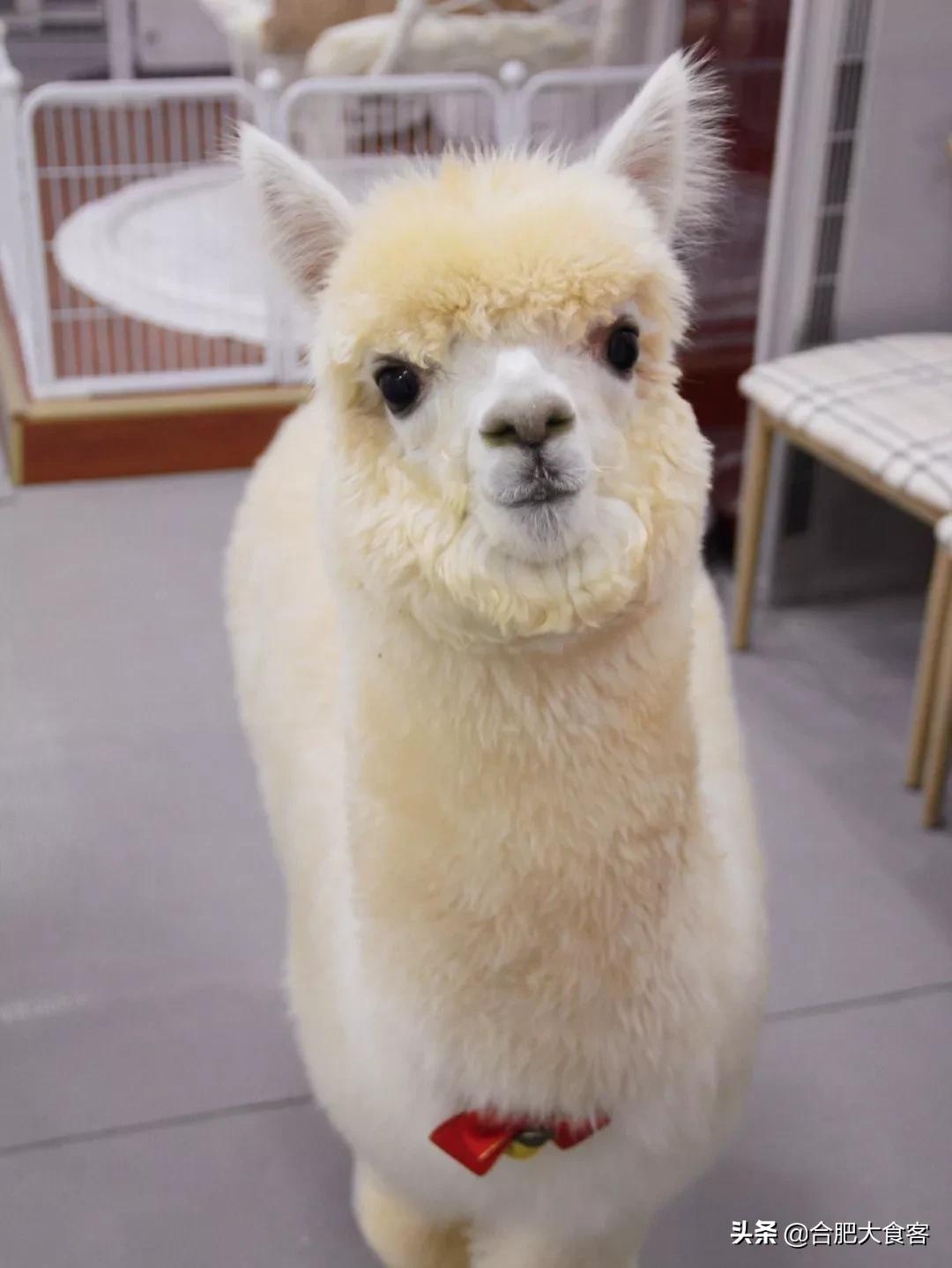 安徽合肥网红排前100名,合肥18-19年比较火的网红