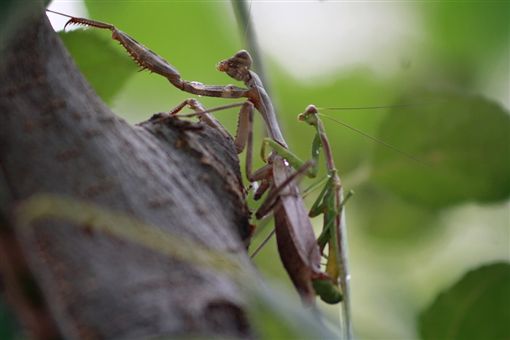 死了都要啪公螳螂头没了仍不忘“干活”