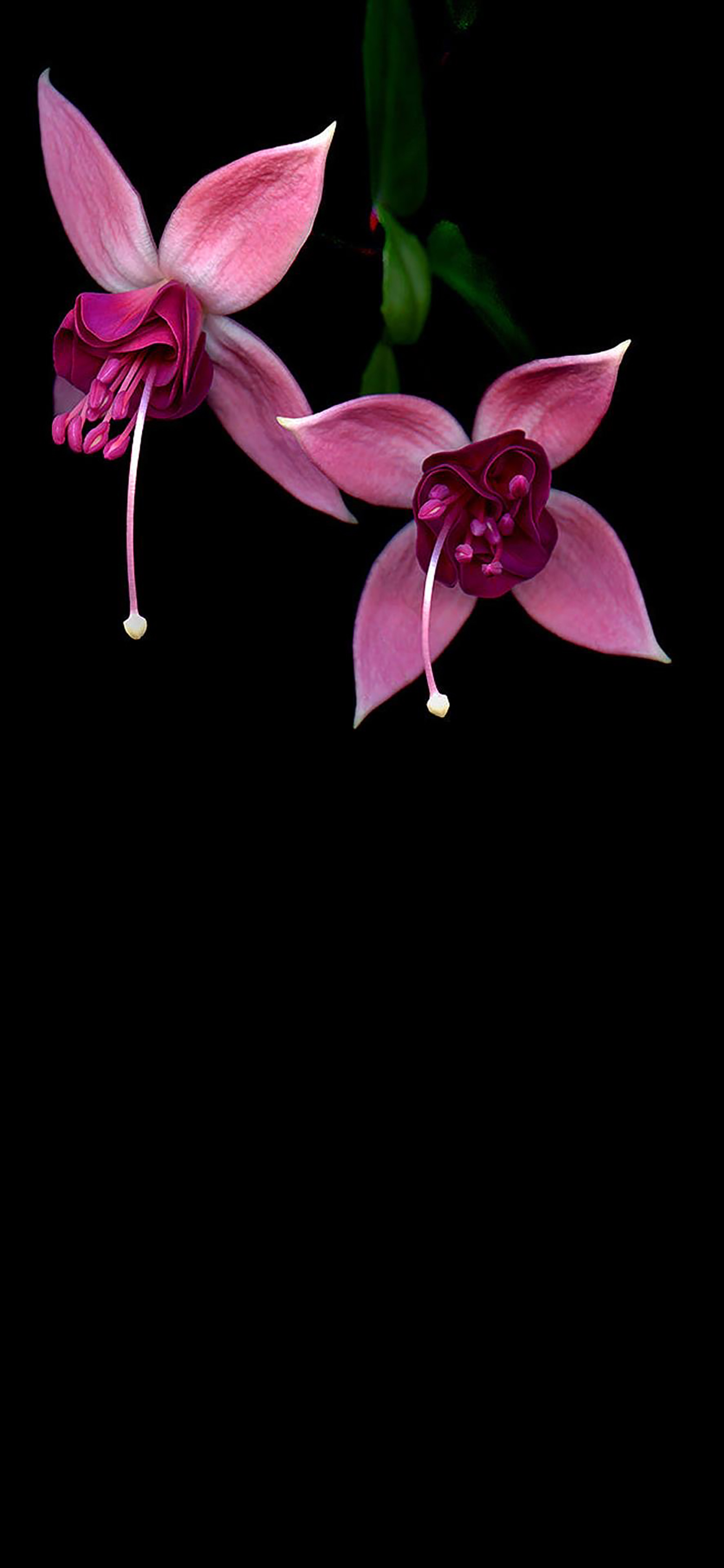 积极向上的黑色系壁纸,壁纸黑色系我该努力了