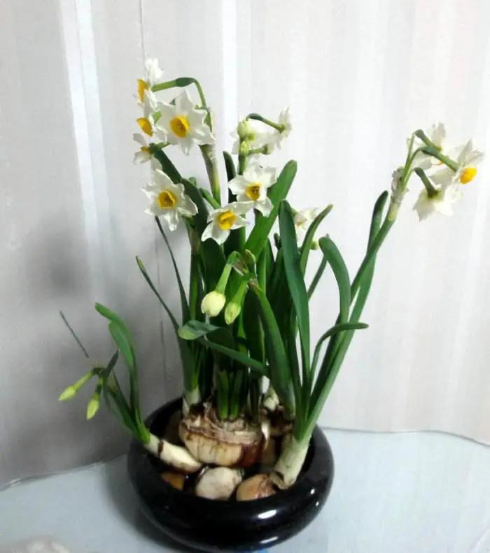 水仙花叶子发黄的原因和解决方法,水仙花开花后叶子发黄怎么办