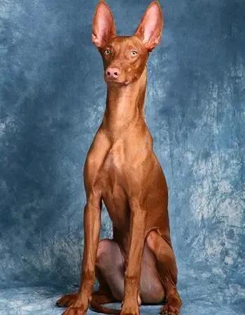 世界各国大型猛犬排名,世界各国猛犬排名