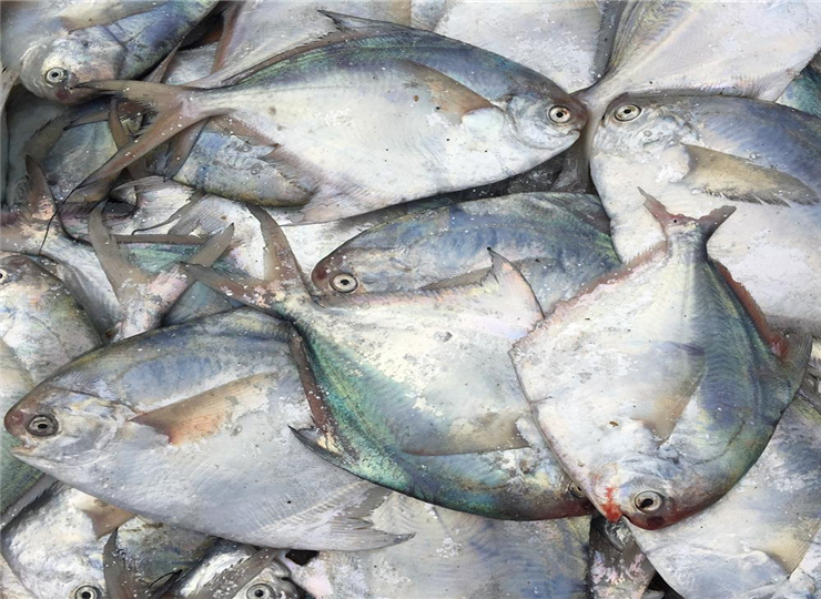 白鲳养殖技术要求标准最新,白鲳养殖技术