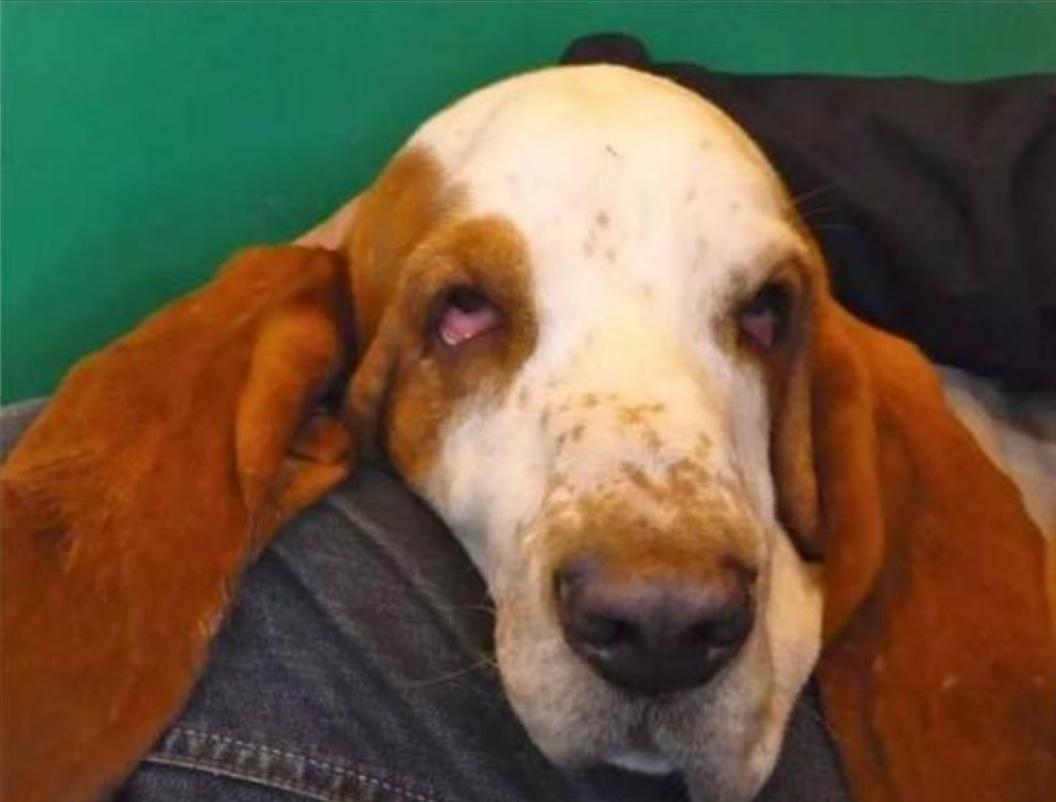 狗狗眼型怎么割双眼皮,狗狗双眼皮手术恢复