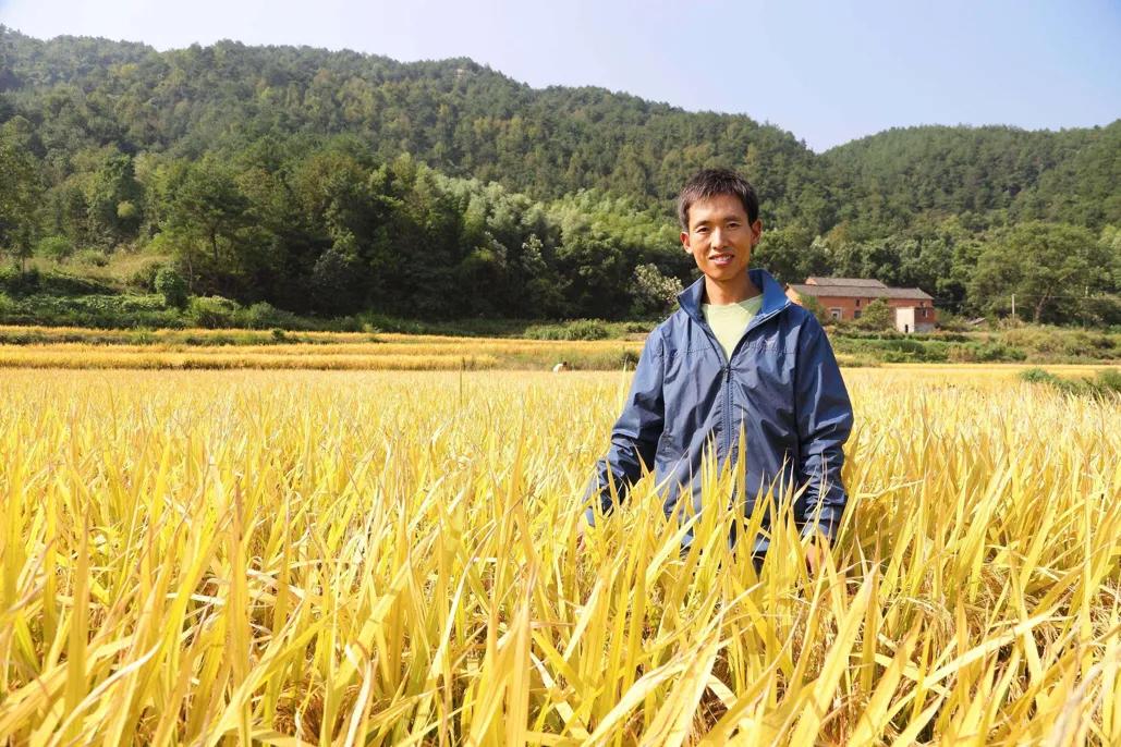 水稻肥过量补救方法,水稻施肥过量有药物解救