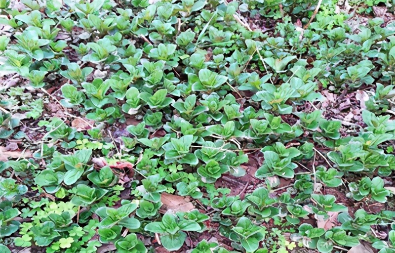 薄荷种植方法扦插,薄荷花种植方法全过程