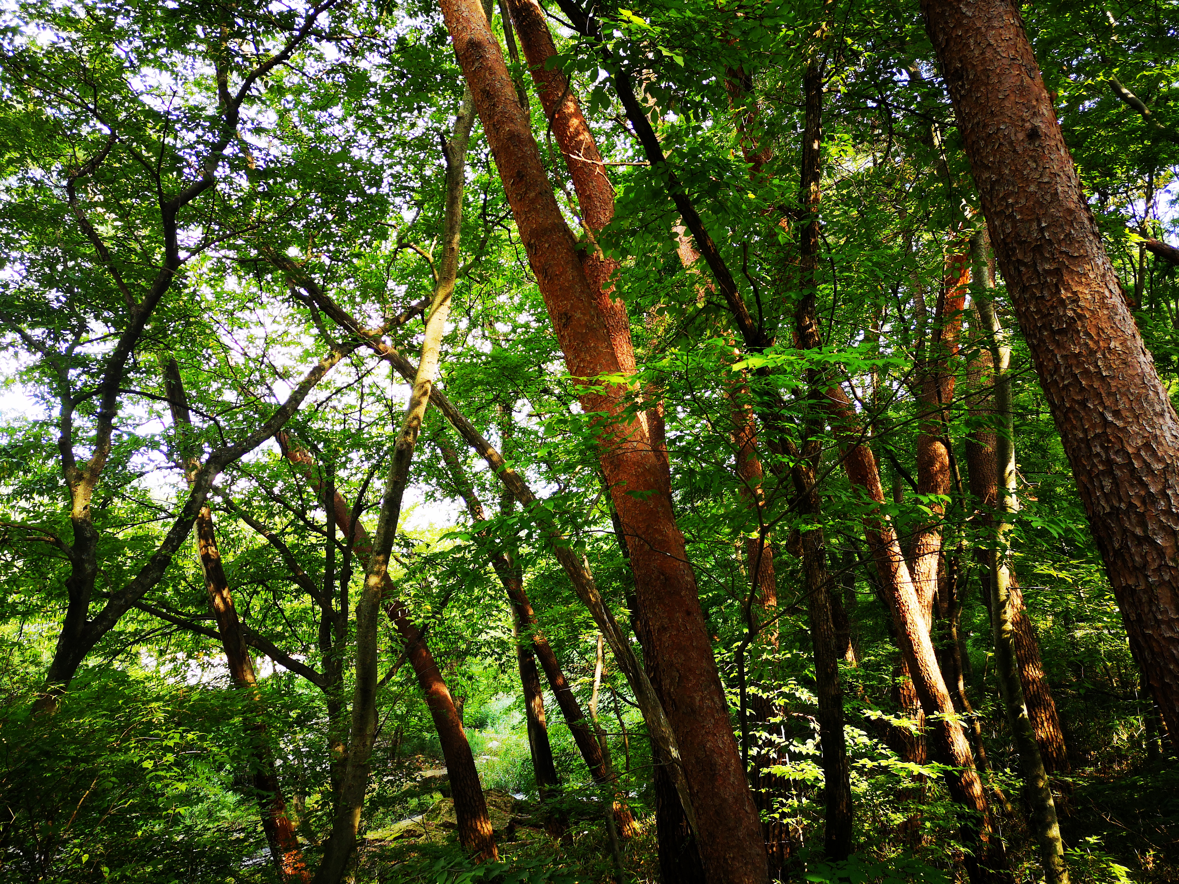 俗离山和法住寺——走进没有代购的别样韩国