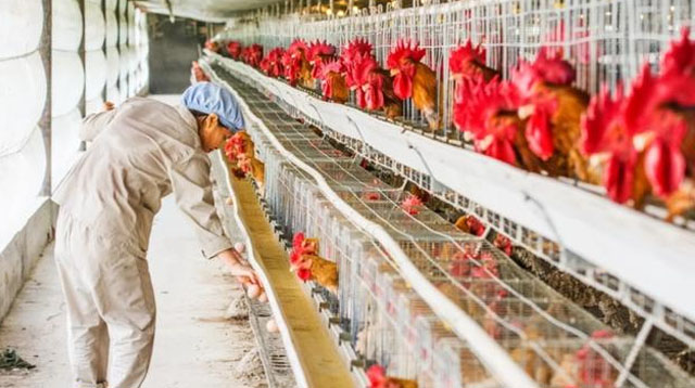 鸡的眼睛被蚊子叮得肿大了怎么办,鸡眼睛肿眼怎么治