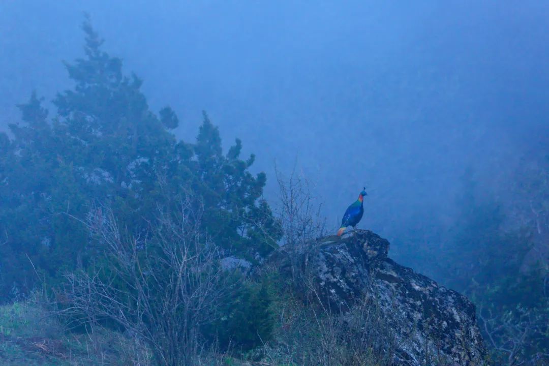 世界爱鸟日普及,观测鸟类迁徙迎接国际爱鸟日
