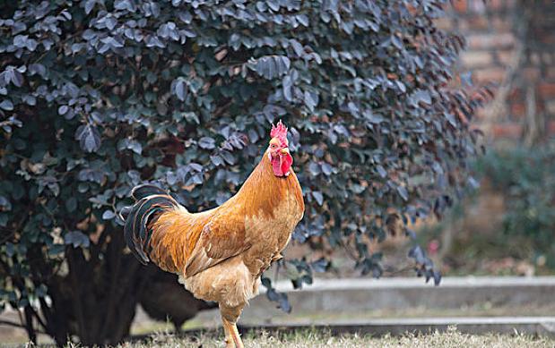 一招教您判断腺肌胃炎,绝对靠谱的腺肌胃炎防控方案