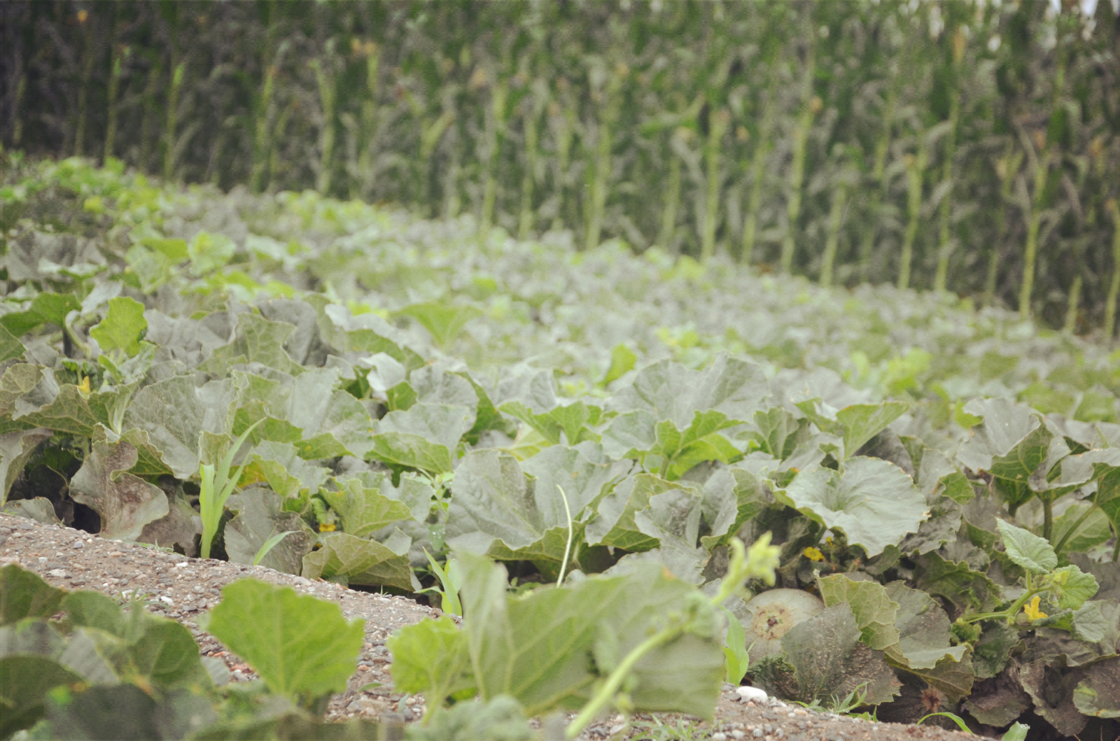 都热成什么亚子啦!网友:39℃的天,我只想来口蜜瓜压压惊
