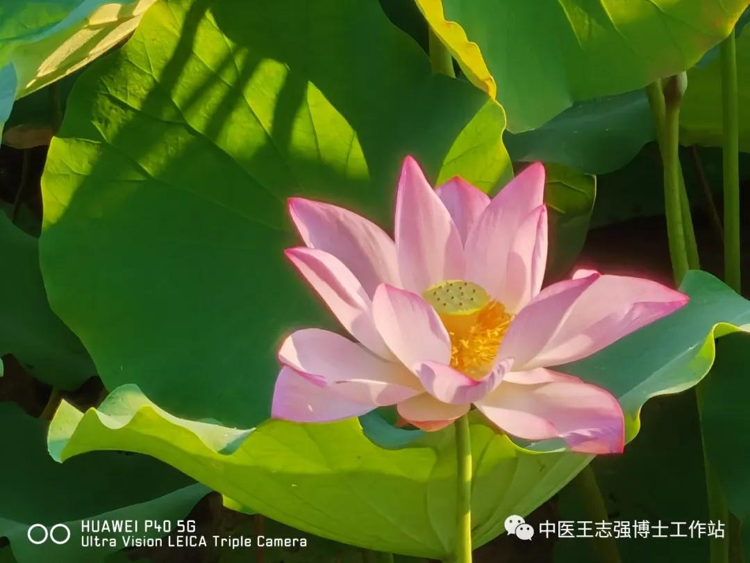 狼疮指南解读,狼疮肾炎临床医疗指南