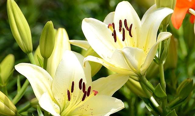 百合花这样养开花又大又美,百合花有什么方法让它早点开花