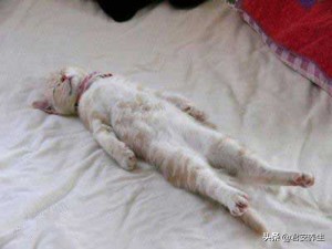 寻找猫咪的剪刀大法怎么用,猫咪丢了用剪刀怎么找回猫咪