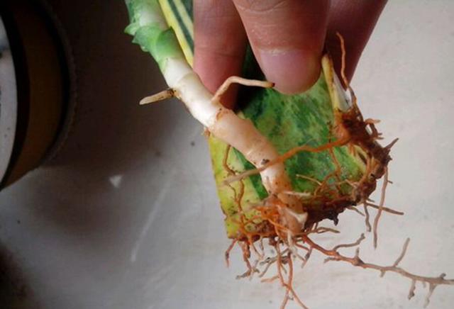 怎么养绿萝爆盆又不长藤求回答,养绿萝最正确的方法