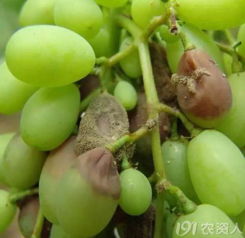 葡萄8月管理,葡萄八月的霜霉防治