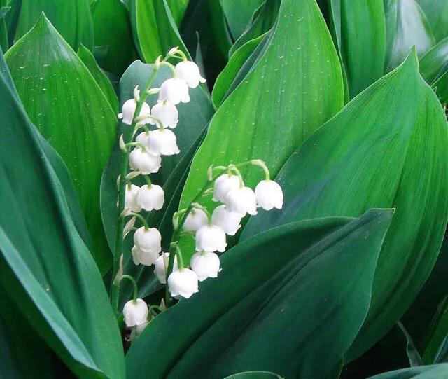 牡丹是国花象征着富贵,日本国花菊花象征什么