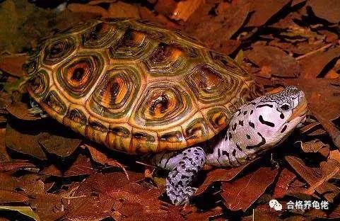小青龟腐皮浮水能自愈吗,龟浮水的原因和治疗方法