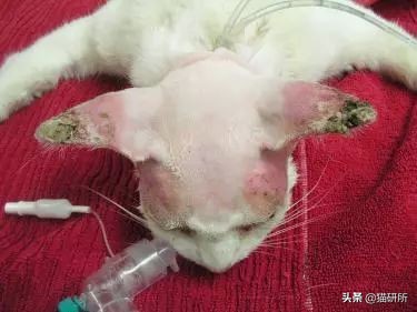 猫咪身上有小黑点怎么回事,猫咪毛里面有很小的小黑点是什么