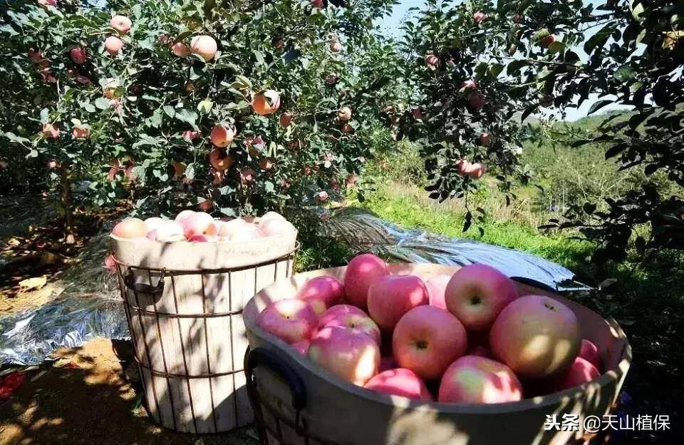 水果批发市场为什么越来越少了,水果批发市场好多人
