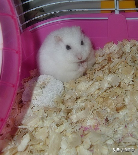 仓鼠怀孕注意事项和禁忌,仓鼠怀孕后一定要分开养吗
