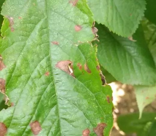 知否知否·小小樱桃人人爱,樱桃病害知多少?