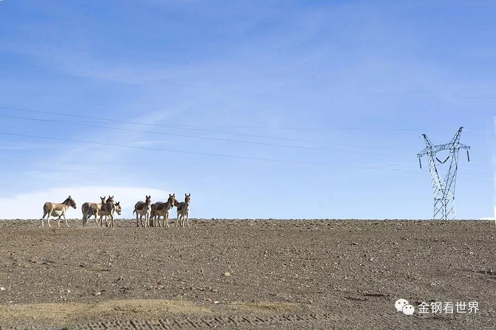 藏狼捕食牦牛,藏西狼徒步边境