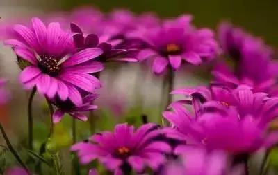 拍摄花的花语,100种摄影基础美学