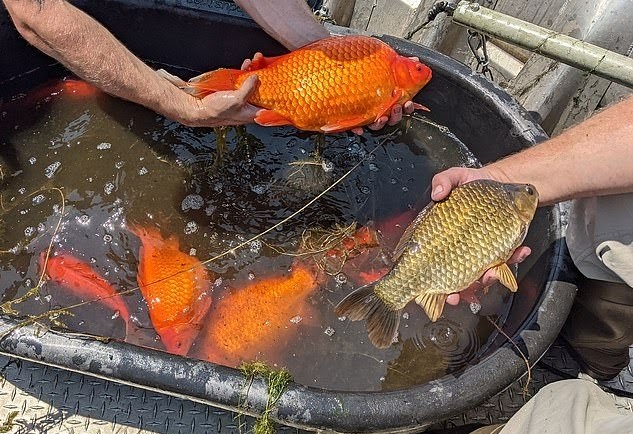 46厘米!18条金鱼引发美国人担忧,会像亚洲鲤鱼一样泛滥吗?