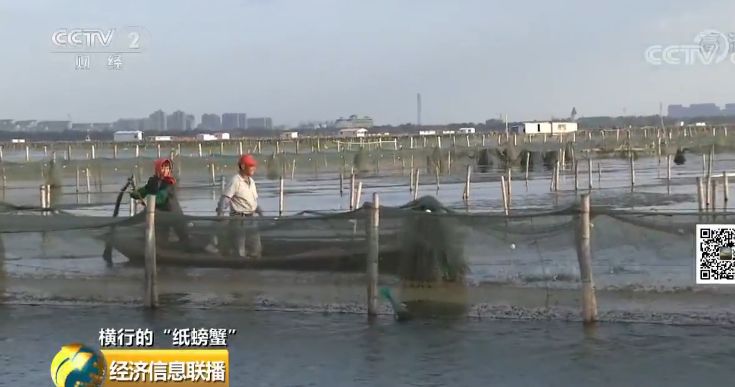 一只螃蟹没卖净赚100元,一只螃蟹没卖每张蟹券净赚100