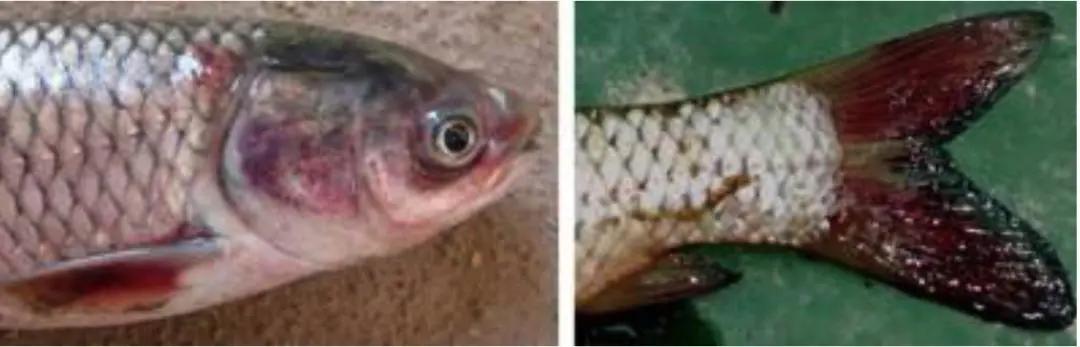 流水养鱼水霉病的鱼怎么治疗,鱼出血病和败血病